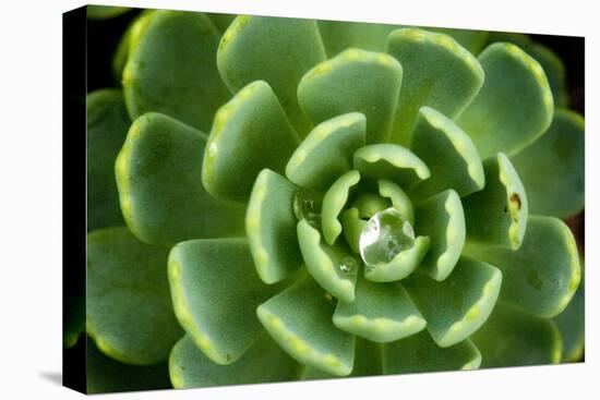 Close of Succulent Plant with Water Droplets-Matt Freedman-Premier Image Canvas