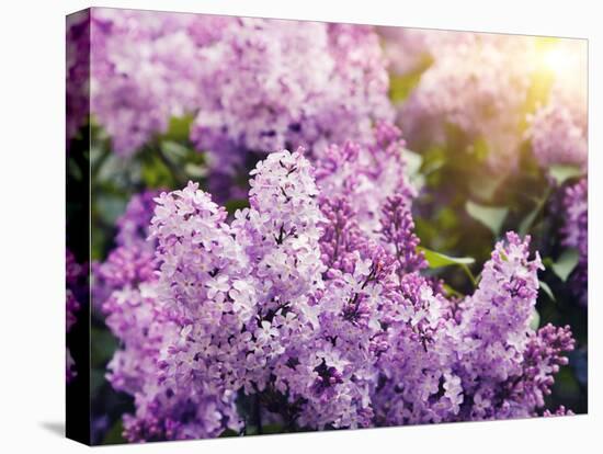 Close-Up Beautiful Lilac Flowers with the Leaves-Leonid Tit-Premier Image Canvas
