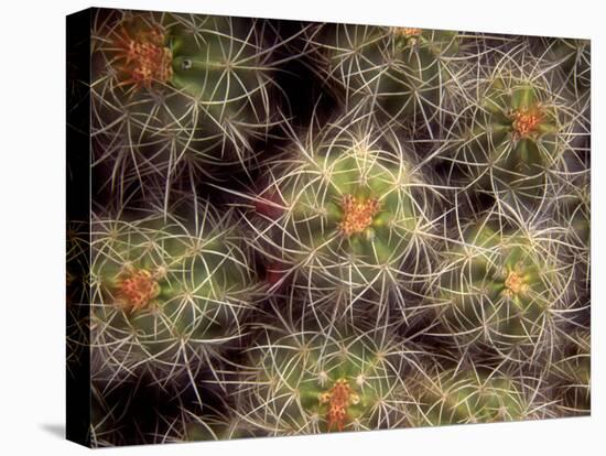 Close-up Cactus, Joshua Tree National Park, California, USA-Janell Davidson-Premier Image Canvas