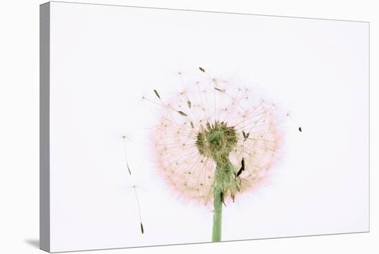 Close-up Dandelion seeds-null-Stretched Canvas