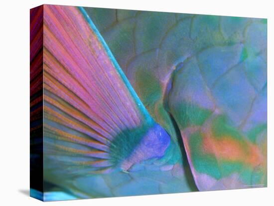 Close up Detail of a Parrotfish Fin, Scarus Sp, Thailand-Louise Murray-Premier Image Canvas