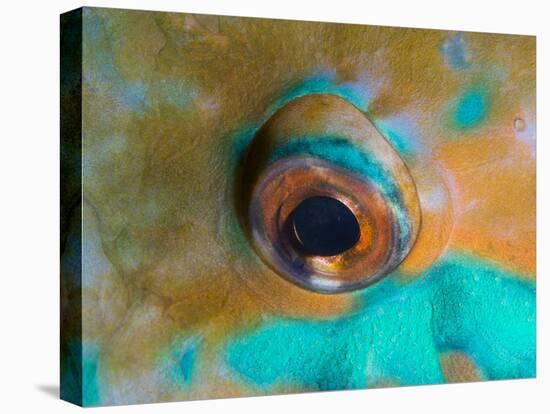 Close-up Detail of Parrotfish Eye, Solomon Islands-Stocktrek Images-Premier Image Canvas