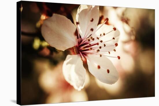 Close-Up, Detail Of Plum Flower Blossoms (Prunus Mume)-Ron Koeberer-Stretched Canvas