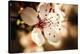 Close-Up, Detail Of Plum Flower Blossoms (Prunus Mume)-Ron Koeberer-Stretched Canvas