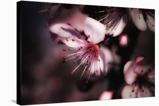 Close-Up, Detail Of Plum Flower Blossoms (Prunus Mume)-Ron Koeberer-Stretched Canvas