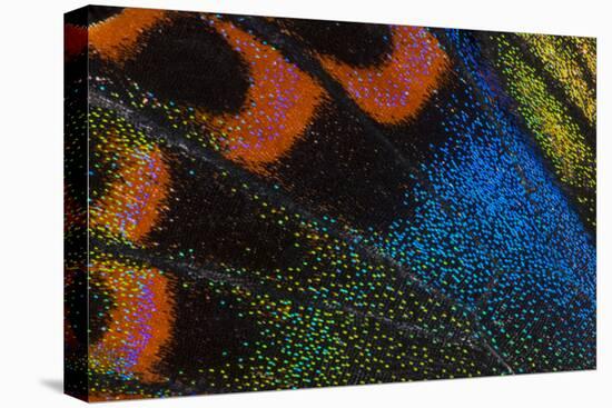 Close-Up Detail Wing Pattern of Tropical Butterfly-Darrell Gulin-Premier Image Canvas