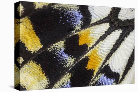 Close-Up Detail Wing Pattern of Tropical Butterfly-Darrell Gulin-Premier Image Canvas