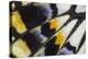 Close-Up Detail Wing Pattern of Tropical Butterfly-Darrell Gulin-Premier Image Canvas