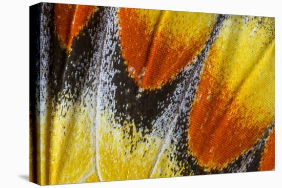 Close-Up Detail Wing Pattern of Tropical Butterfly-Darrell Gulin-Premier Image Canvas