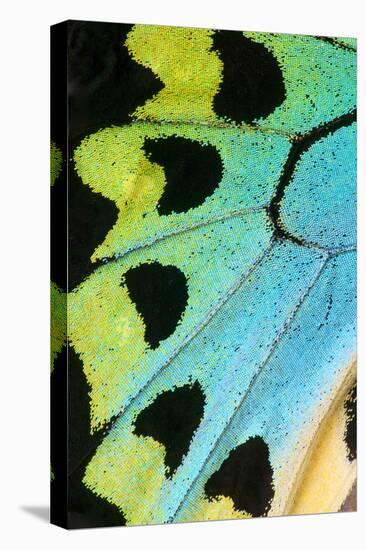 Close-Up Detail Wing Pattern of Tropical Butterfly-Darrell Gulin-Premier Image Canvas