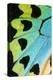 Close-Up Detail Wing Pattern of Tropical Butterfly-Darrell Gulin-Premier Image Canvas