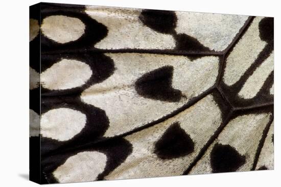 Close-Up Detail Wing Pattern of Tropical Butterfly-Darrell Gulin-Premier Image Canvas