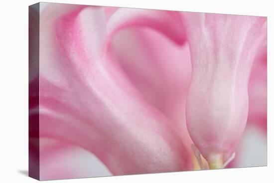 Close Up Details of Petals to Hyacinth a Spring Flower-Yon Marsh-Premier Image Canvas
