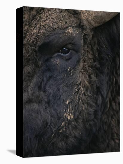 Close-Up Face of European Bison {Bison Bonasus)-Pete Cairns-Premier Image Canvas