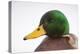 Close-Up Head Portrait of a Male Mallard (Anas Platyrhynchos), Scotland, UK, December 2010-Mark Hamblin-Premier Image Canvas