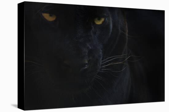 Close Up Head Portrait Of Melanistic - Black Leopard (Panthera Pardus) Captive-Edwin Giesbers-Premier Image Canvas