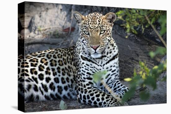 Close Up Leopard Portrait Sitting-Sheila Haddad-Premier Image Canvas