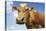 Close-Up Low Angle View of Brown Cow Against Blue Sky-null-Stretched Canvas