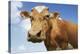 Close-Up Low Angle View of Brown Cow Against Blue Sky-null-Stretched Canvas