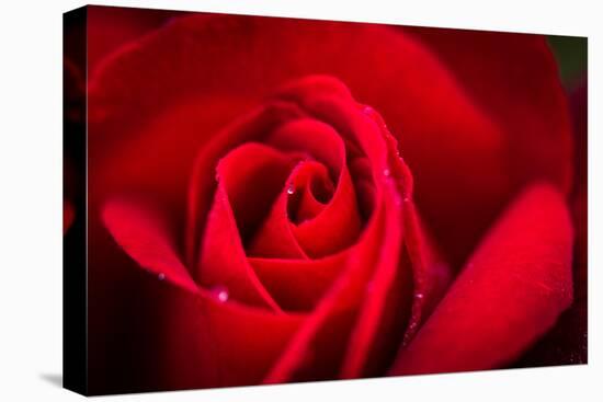 Close Up Macro Shot of a Wet Red Rose-Daniil Belyay-Premier Image Canvas