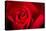 Close Up Macro Shot of a Wet Red Rose-Daniil Belyay-Premier Image Canvas