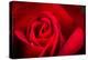 Close Up Macro Shot of a Wet Red Rose-Daniil Belyay-Premier Image Canvas