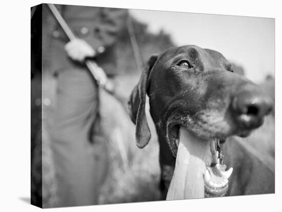 Close-up Monochromatic Image of a Hunting Dog-null-Premier Image Canvas