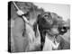 Close-up Monochromatic Image of a Hunting Dog-null-Premier Image Canvas