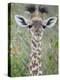 Close-Up of a Baby Giraffe (Giraffa Camelopardalis), Tanzania-null-Premier Image Canvas