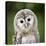 Close Up Of A Baby Tawny Owl (Strix Aluco)-l i g h t p o e t-Premier Image Canvas
