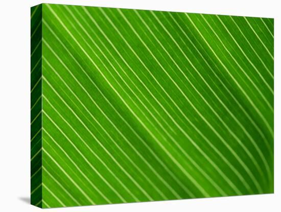 Close-Up of a Banana Leaf-Murray Louise-Premier Image Canvas