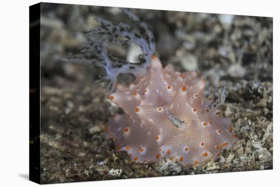 Close-Up of a Beautiful Halgerda Batangas Nudibranch-Stocktrek Images-Premier Image Canvas