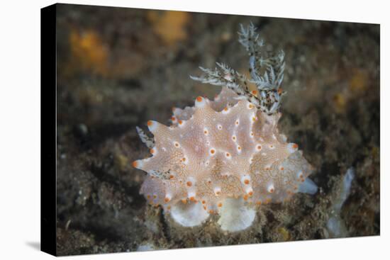 Close-Up of a Beautiful Halgerda Batangas Nudibranch-Stocktrek Images-Premier Image Canvas