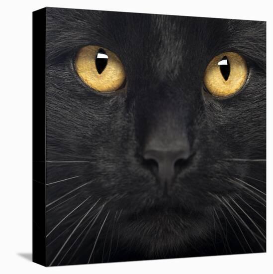 Close-Up Of A Black Cat-Life on White-Stretched Canvas