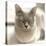 Close Up of a Blue American Burmese Cat-Rona Schwarz-Premier Image Canvas