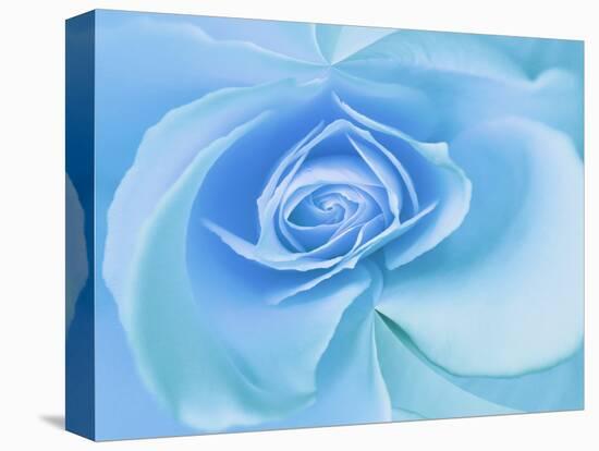 Close-Up of a Blue Rose-Adam Jones-Premier Image Canvas