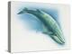 Close-Up of a Blue Whale Swimming Underwater (Balaenoptera Musculus)-null-Premier Image Canvas