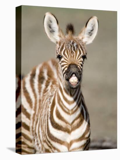 Close-Up of a Burchell's Zebra Foal, Ngorongoro Crater, Ngorongoro, Tanzania-null-Premier Image Canvas