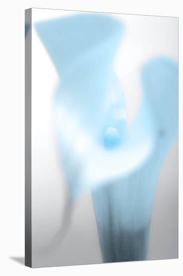 Close-up of a Calla Lily flower-null-Stretched Canvas