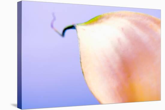 Close-up of a Calla Lily flower-null-Stretched Canvas