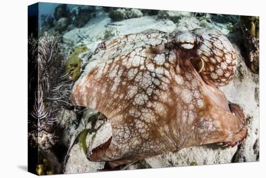 Close-Up of a Caribbean Reef Octopus Off the Coast of Belize-Stocktrek Images-Premier Image Canvas