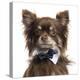 Close Up Of A Chihuahua Wearing A Bow Tie, Isolated On White-Life on White-Premier Image Canvas