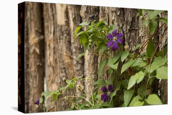 Close Up of a Clematis Flower, Santa Fe, New Mexico. USA-Julien McRoberts-Premier Image Canvas