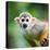 Close-Up of a Common Squirrel Monkey (Saimiri Sciureus)-l i g h t p o e t-Premier Image Canvas