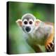Close-Up of a Common Squirrel Monkey (Saimiri Sciureus)-l i g h t p o e t-Premier Image Canvas
