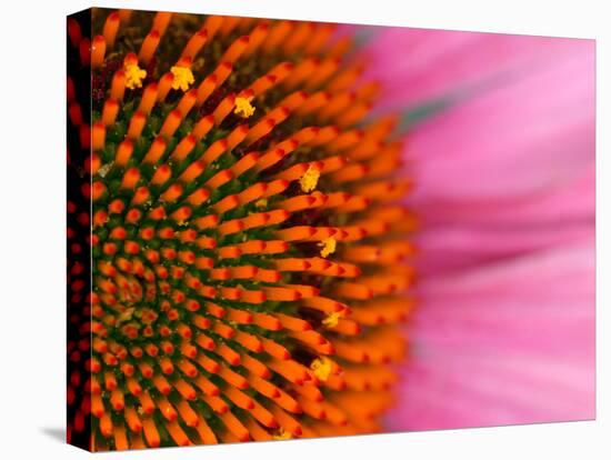 Close-up of a Cone Flower in the summertime, Sammamish, Washington-Darrell Gulin-Premier Image Canvas