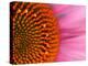 Close-up of a Cone Flower in the summertime, Sammamish, Washington-Darrell Gulin-Premier Image Canvas