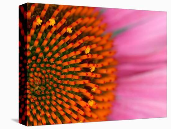 Close-up of a Cone Flower in the summertime, Sammamish, Washington-Darrell Gulin-Premier Image Canvas