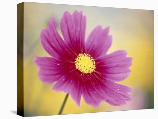 Close-up of a Cosmos Flower-null-Premier Image Canvas