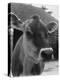 Close-Up of a Cow's Head, Probably of the Jersey Breed-Henry Grant-Premier Image Canvas